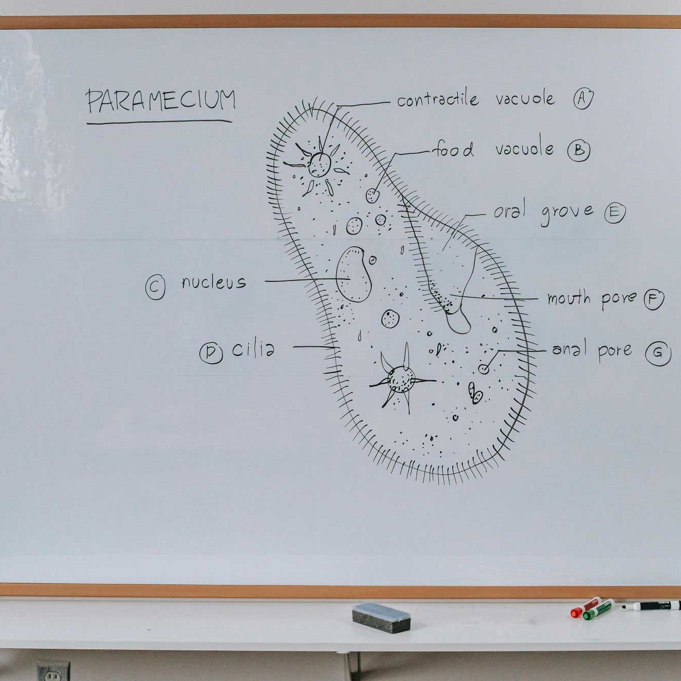 julia-girdwood-image-9