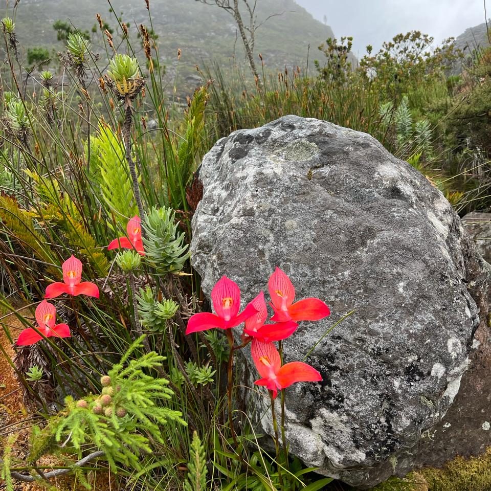 julia-girdwood-landscape-image-2